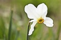 The daffodils in the spring garden blossomed