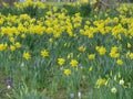Daffodils in Spring Royalty Free Stock Photo