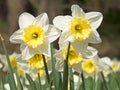 Daffodils in the spring