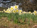 Daffodils in the spring