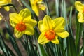 Daffodils in spring