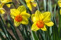 Daffodils in spring