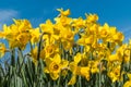 Daffodils standing tall in spring sunshine Royalty Free Stock Photo