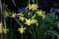Daffodils in spring time Royalty Free Stock Photo