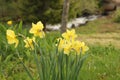 Daffodils in spring