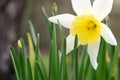 White Daffodils in the garden