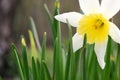 White Daffodils in the garden