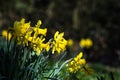 Daffodils in Springtime