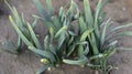 Daffodils sprouting in a winter Royalty Free Stock Photo