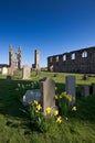 Daffodils in St Andrews cathedral grounds Royalty Free Stock Photo