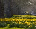 Daffodils in St. Jamess Park in London, UK