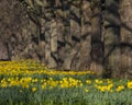 Daffodils in St. Jamess Park in London, UK