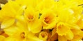 Daffodils Royalty Free Stock Photo