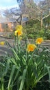 Daffodils on the Street