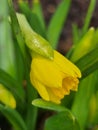 daffodils in sunshine in springtime, easter flowers in green spring meadow on blurred bokeh background Royalty Free Stock Photo