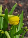 daffodils in sunshine in springtime, easter flowers in green spring meadow on blurred bokeh background Royalty Free Stock Photo
