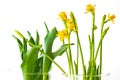 Daffodils and tulips close up in glass vase isolated on white Royalty Free Stock Photo