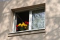 Daffodils and tulips flowers on apartment window sill