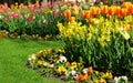 Daffodils, tulips, pansy in different colors. Colorful spring flower bed. Royalty Free Stock Photo