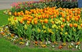 Daffodils, tulips, pansy in different colors. Colorful spring flower bed. Royalty Free Stock Photo