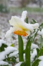 Daffodils under snow - anomaly