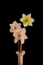 Daffodils in Vase Royalty Free Stock Photo