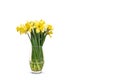 Daffodils in vase isolated on white. Royalty Free Stock Photo