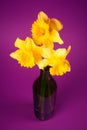Daffodils in vase Royalty Free Stock Photo