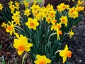 Bunch Daffodils in botanical garden Royalty Free Stock Photo