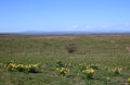 Daffodils and view to Lake District hills