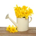 Daffodils in a watering can Royalty Free Stock Photo