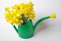 Daffodils in a watering can Royalty Free Stock Photo