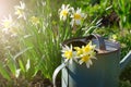 Daffodils in watering can Royalty Free Stock Photo