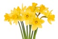 Daffodils on White