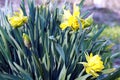 Daffodils in White Clay Creek Royalty Free Stock Photo