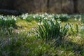 Daffodils in White Clay Creek Royalty Free Stock Photo