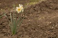 Daffodils with white flowers blooming. Copy space