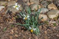 Daffodils white with yellow centers Royalty Free Stock Photo