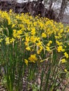 Daffodils wilderness old shed Royalty Free Stock Photo