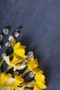 Daffodils and willow on dark cement background with copy space