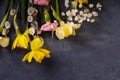 Daffodils and willow on dark cement background with copy space. Spring Easter background top view, flat lay.