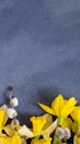 Daffodils and willow on dark cement background with copy space top view, flat lay