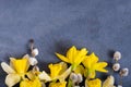 Daffodils and willow on dark cement background with copy space top view, flat lay