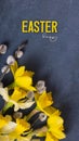 Daffodils and willow on dark cement background with happy Easter text.