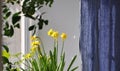 daffodils by the window behind a blue linen curtain