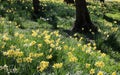 Daffodils in woodland in springtime