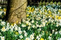 Daffodils in Worden Park, Leyland, Lancashire