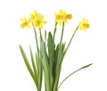 Daffodils. Yellow narcissus flowers isolated on white background Royalty Free Stock Photo