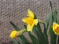 Daffodils with yellow petals bloom. Spring garden flowers