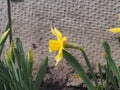 Daffodils with yellow petals bloom. Spring garden flowers